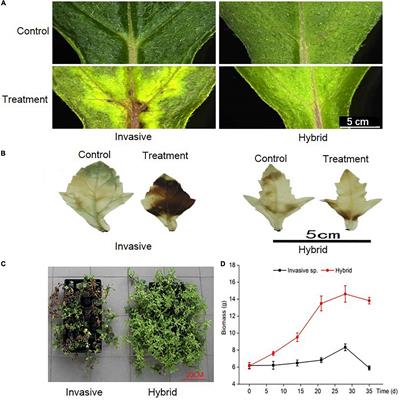 Adaptation of the Invasive Plant (Sphagneticola trilobata L. Pruski) to a High Cadmium Environment by Hybridizing With Native Relatives